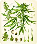 Alte Zeichnung  von Cannabis Sativa